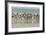 Falkland Islands, Saunders Island. Rockhopper Penguins Returning-Cathy & Gordon Illg-Framed Photographic Print