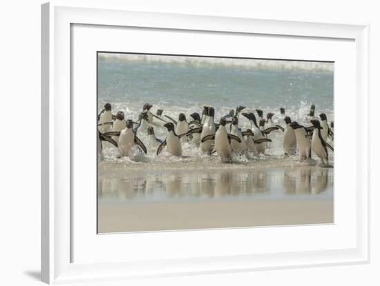 Falkland Islands, Saunders Island. Rockhopper Penguins Returning-Cathy & Gordon Illg-Framed Photographic Print