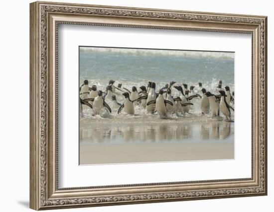 Falkland Islands, Saunders Island. Rockhopper Penguins Returning-Cathy & Gordon Illg-Framed Photographic Print