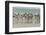 Falkland Islands, Saunders Island. Rockhopper Penguins Returning-Cathy & Gordon Illg-Framed Photographic Print