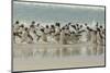 Falkland Islands, Saunders Island. Rockhopper Penguins Returning-Cathy & Gordon Illg-Mounted Photographic Print