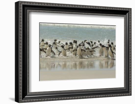 Falkland Islands, Saunders Island. Rockhopper Penguins Returning-Cathy & Gordon Illg-Framed Photographic Print