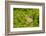 Falkland Islands, Sea Lion Island. Falkland Skua Chick Hidden-Cathy & Gordon Illg-Framed Photographic Print