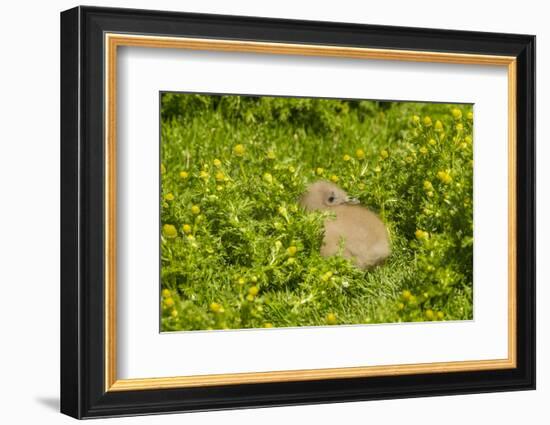 Falkland Islands, Sea Lion Island. Falkland Skua Chick Hidden-Cathy & Gordon Illg-Framed Photographic Print