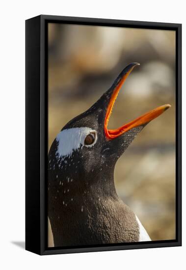 Falkland Islands, Sea Lion Island. Gentoo Penguin Calling-Cathy & Gordon Illg-Framed Premier Image Canvas