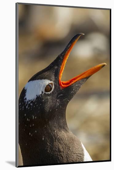 Falkland Islands, Sea Lion Island. Gentoo Penguin Calling-Cathy & Gordon Illg-Mounted Photographic Print