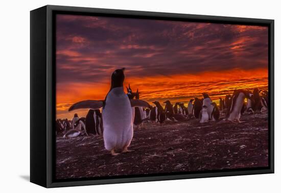 Falkland Islands, Sea Lion Island. Gentoo Penguin Colony at Sunset-Cathy & Gordon Illg-Framed Premier Image Canvas