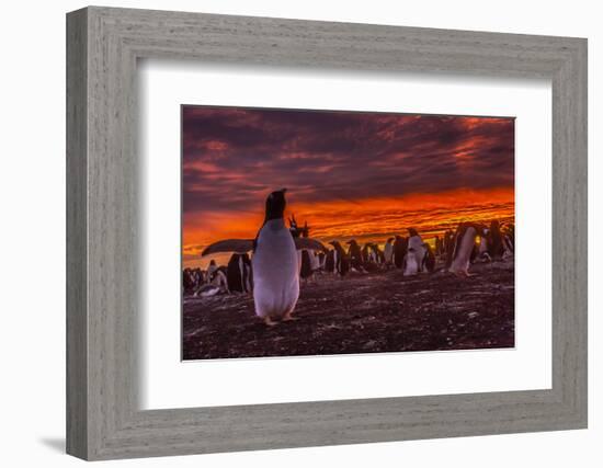 Falkland Islands, Sea Lion Island. Gentoo Penguin Colony at Sunset-Cathy & Gordon Illg-Framed Photographic Print