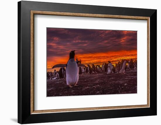 Falkland Islands, Sea Lion Island. Gentoo Penguin Colony at Sunset-Cathy & Gordon Illg-Framed Photographic Print