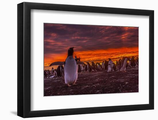 Falkland Islands, Sea Lion Island. Gentoo Penguin Colony at Sunset-Cathy & Gordon Illg-Framed Photographic Print