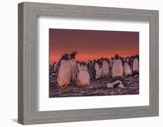 Falkland Islands, Sea Lion Island. Gentoo Penguin Colony at Sunset-Cathy & Gordon Illg-Framed Photographic Print