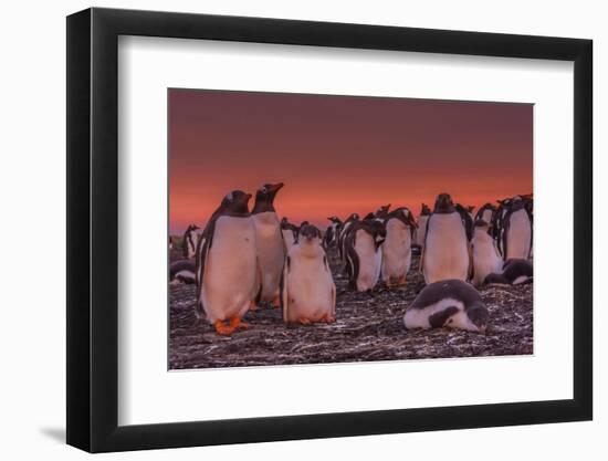 Falkland Islands, Sea Lion Island. Gentoo Penguin Colony at Sunset-Cathy & Gordon Illg-Framed Photographic Print