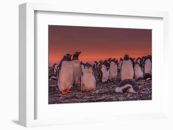 Falkland Islands, Sea Lion Island. Gentoo Penguin Colony at Sunset-Cathy & Gordon Illg-Framed Photographic Print