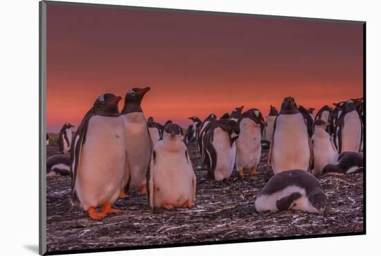 Falkland Islands, Sea Lion Island. Gentoo Penguin Colony at Sunset-Cathy & Gordon Illg-Mounted Photographic Print