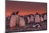 Falkland Islands, Sea Lion Island. Gentoo Penguin Colony at Sunset-Cathy & Gordon Illg-Mounted Photographic Print