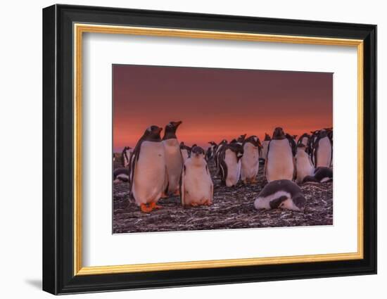 Falkland Islands, Sea Lion Island. Gentoo Penguin Colony at Sunset-Cathy & Gordon Illg-Framed Photographic Print