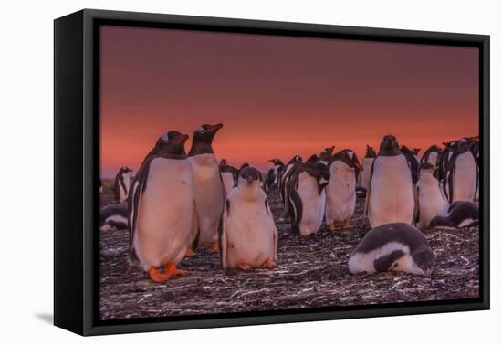 Falkland Islands, Sea Lion Island. Gentoo Penguin Colony at Sunset-Cathy & Gordon Illg-Framed Premier Image Canvas