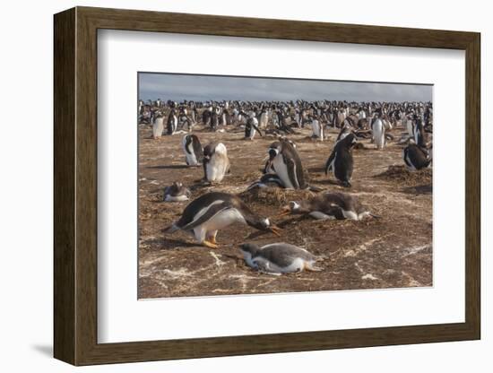 Falkland Islands, Sea Lion Island. Gentoo Penguin Colony-Cathy & Gordon Illg-Framed Photographic Print