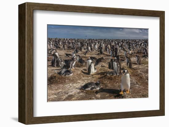 Falkland Islands, Sea Lion Island. Gentoo Penguin Colony-Cathy & Gordon Illg-Framed Photographic Print