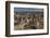 Falkland Islands, Sea Lion Island. Gentoo Penguin Colony-Cathy & Gordon Illg-Framed Photographic Print