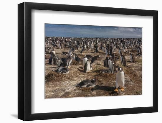 Falkland Islands, Sea Lion Island. Gentoo Penguin Colony-Cathy & Gordon Illg-Framed Photographic Print