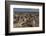 Falkland Islands, Sea Lion Island. Gentoo Penguin Colony-Cathy & Gordon Illg-Framed Photographic Print