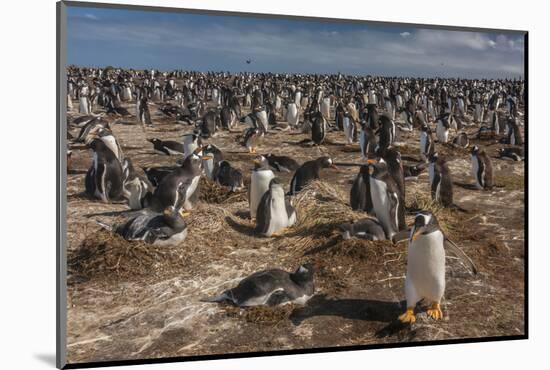 Falkland Islands, Sea Lion Island. Gentoo Penguin Colony-Cathy & Gordon Illg-Mounted Photographic Print