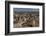 Falkland Islands, Sea Lion Island. Gentoo Penguin Colony-Cathy & Gordon Illg-Framed Photographic Print