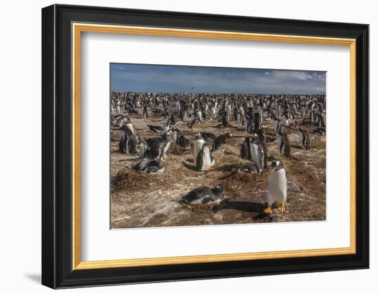 Falkland Islands, Sea Lion Island. Gentoo Penguin Colony-Cathy & Gordon Illg-Framed Photographic Print