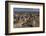 Falkland Islands, Sea Lion Island. Gentoo Penguin Colony-Cathy & Gordon Illg-Framed Photographic Print