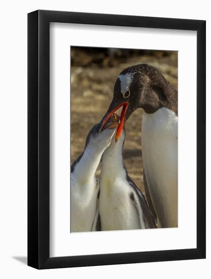 Falkland Islands, Sea Lion Island. Gentoo Penguin Feeding Chicks-Cathy & Gordon Illg-Framed Photographic Print