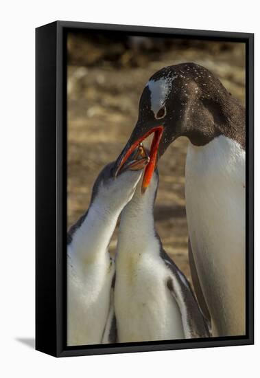 Falkland Islands, Sea Lion Island. Gentoo Penguin Feeding Chicks-Cathy & Gordon Illg-Framed Premier Image Canvas