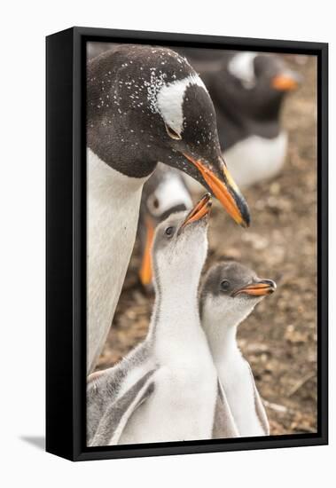 Falkland Islands, Sea Lion Island. Gentoo penguin with chicks.-Jaynes Gallery-Framed Premier Image Canvas