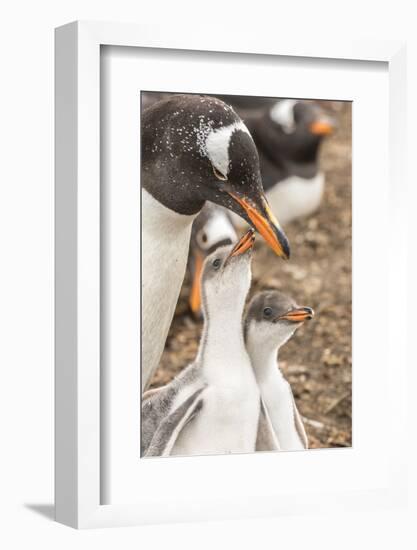 Falkland Islands, Sea Lion Island. Gentoo penguin with chicks.-Jaynes Gallery-Framed Photographic Print