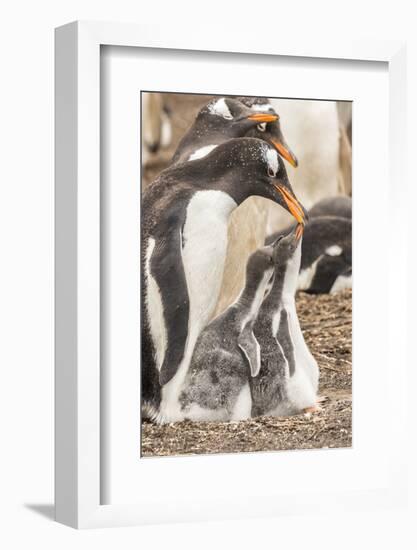 Falkland Islands, Sea Lion Island. Gentoo penguin with chicks.-Jaynes Gallery-Framed Photographic Print