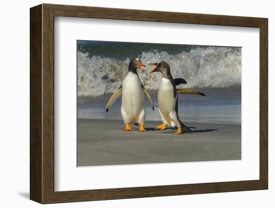 Falkland Islands, Sea Lion Island. Gentoo Penguins Arguing on Beach-Cathy & Gordon Illg-Framed Photographic Print