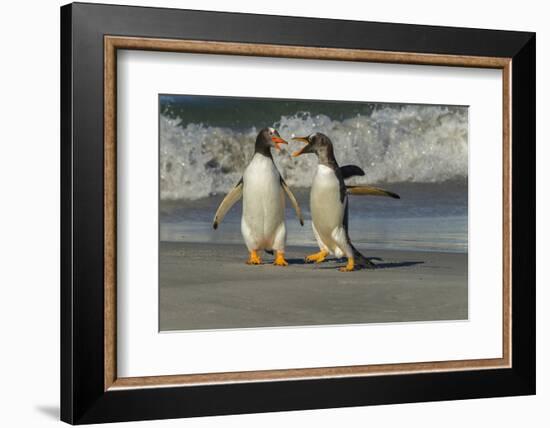 Falkland Islands, Sea Lion Island. Gentoo Penguins Arguing on Beach-Cathy & Gordon Illg-Framed Photographic Print