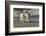 Falkland Islands, Sea Lion Island. Gentoo Penguins Arguing on Beach-Cathy & Gordon Illg-Framed Photographic Print