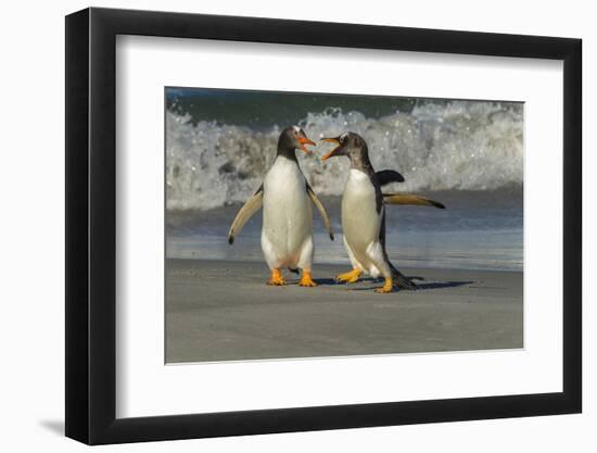 Falkland Islands, Sea Lion Island. Gentoo Penguins Arguing on Beach-Cathy & Gordon Illg-Framed Photographic Print