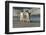 Falkland Islands, Sea Lion Island. Gentoo Penguins Arguing on Beach-Cathy & Gordon Illg-Framed Photographic Print