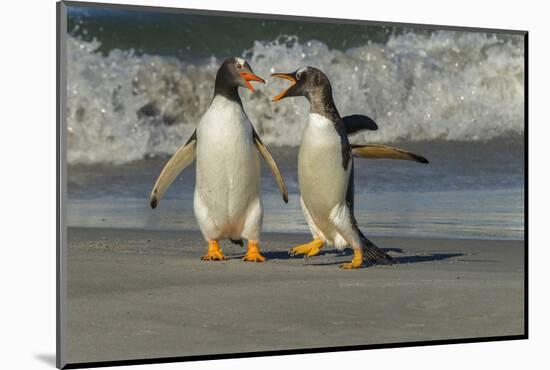 Falkland Islands, Sea Lion Island. Gentoo Penguins Arguing on Beach-Cathy & Gordon Illg-Mounted Photographic Print