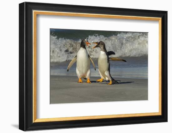 Falkland Islands, Sea Lion Island. Gentoo Penguins Arguing on Beach-Cathy & Gordon Illg-Framed Photographic Print