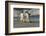 Falkland Islands, Sea Lion Island. Gentoo Penguins Arguing on Beach-Cathy & Gordon Illg-Framed Photographic Print