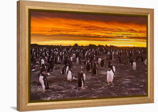 Falkland Islands, Sea Lion Island. Gentoo Penguins Colony at Sunset-Cathy & Gordon Illg-Framed Premier Image Canvas