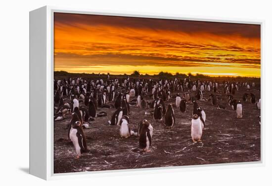 Falkland Islands, Sea Lion Island. Gentoo Penguins Colony at Sunset-Cathy & Gordon Illg-Framed Premier Image Canvas