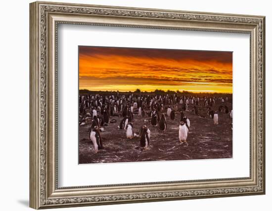 Falkland Islands, Sea Lion Island. Gentoo Penguins Colony at Sunset-Cathy & Gordon Illg-Framed Photographic Print