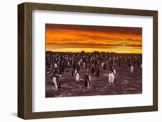 Falkland Islands, Sea Lion Island. Gentoo Penguins Colony at Sunset-Cathy & Gordon Illg-Framed Photographic Print