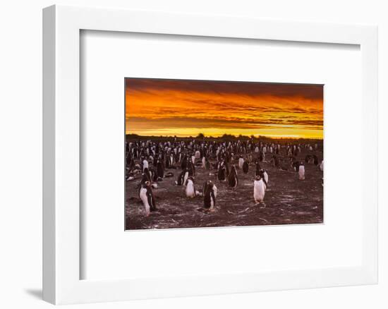 Falkland Islands, Sea Lion Island. Gentoo Penguins Colony at Sunset-Cathy & Gordon Illg-Framed Photographic Print