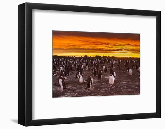 Falkland Islands, Sea Lion Island. Gentoo Penguins Colony at Sunset-Cathy & Gordon Illg-Framed Photographic Print