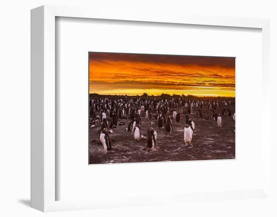 Falkland Islands, Sea Lion Island. Gentoo Penguins Colony at Sunset-Cathy & Gordon Illg-Framed Photographic Print